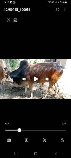 bull for eid secrifice