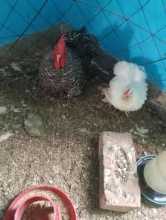 bentum male white male buff cross