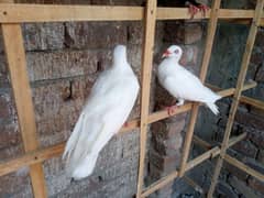 White Danish Pair 03336057747
