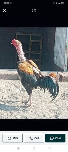 aseel Murga