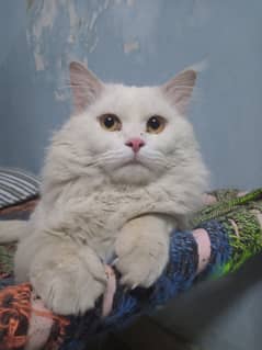 Persian male cat for adoption
