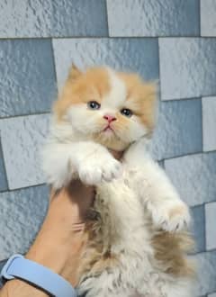 Pure persian  punched face kitten for sale