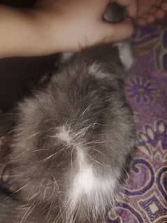 Persian