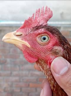 big size one eye breder Madi eggs start