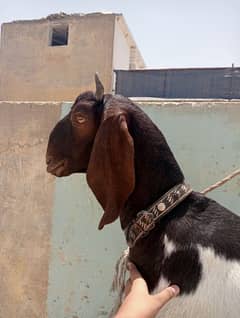 Qurbani