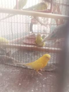 Budgie parrot (Australian parrots) for sale