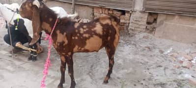 tiger bakra