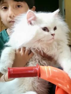 cat for sale urgent