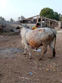 Assalamualaikum  for sale cholistani cow Mash Allah full saiz jambu