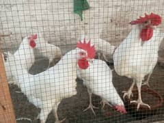 White misri Roaster (Hens)