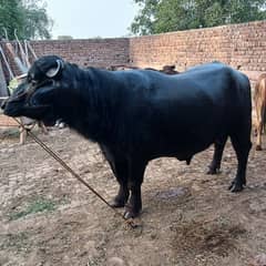 Sahiwal