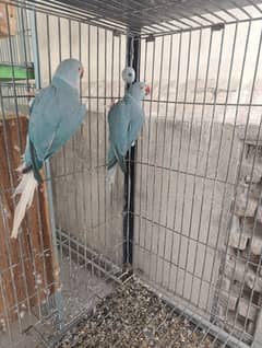 3 Blue CT Females