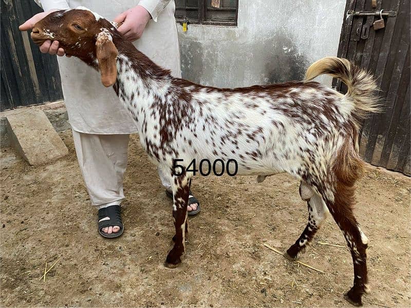 Qurbani k janver sale k lia available hn 2