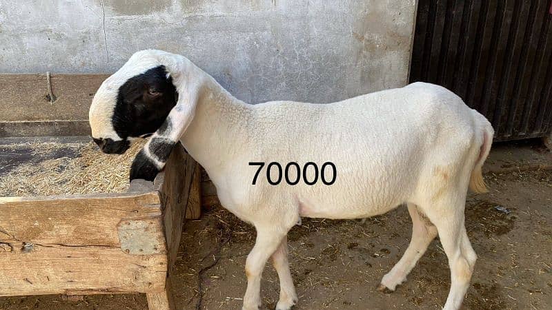 Qurbani k janver sale k lia available hn 3