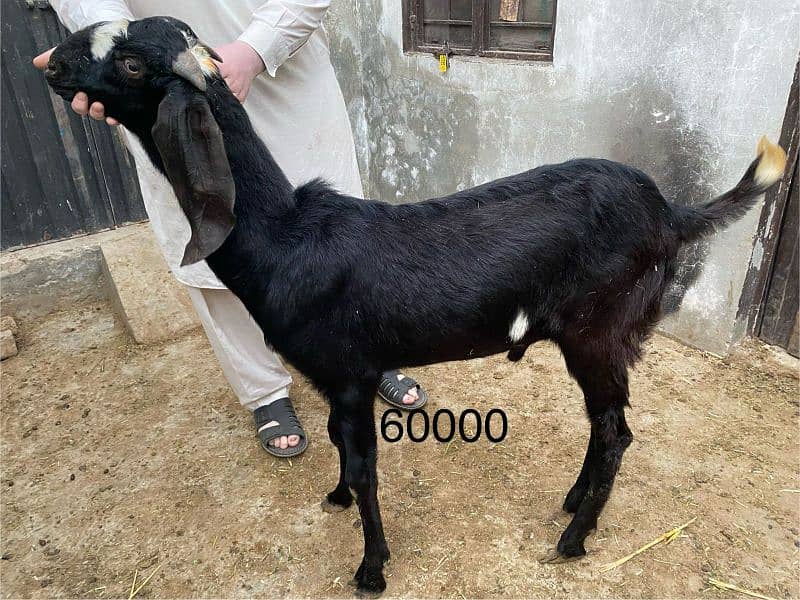 Qurbani k janver sale k lia available hn 4