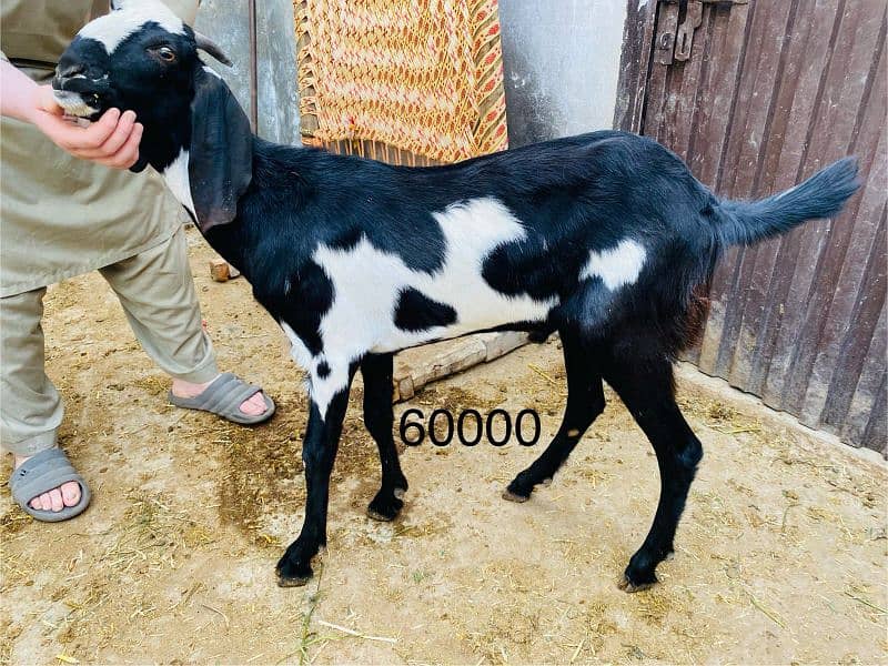 Qurbani k janver sale k lia available hn 8