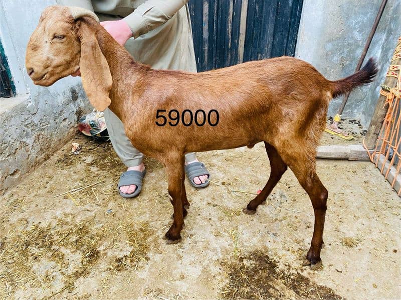 Qurbani k janver sale k lia available hn 11