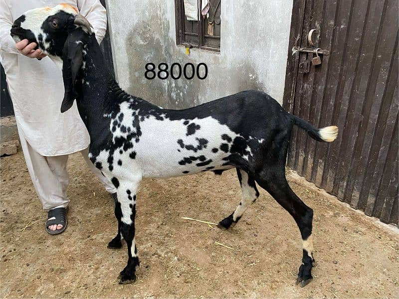 Qurbani k janver sale k lia available hn 13
