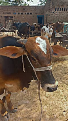 Sahiwal | Bull | Desi | ساہيوال | cow | دیسی | Sahiwal bull For Sale