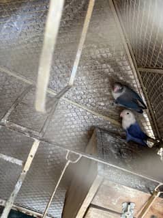 Love bird pair