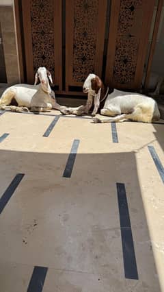 Khasi