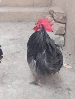 bantam pair