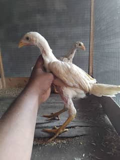 paper white heera aseel chicks 2 female