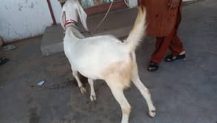 khasi