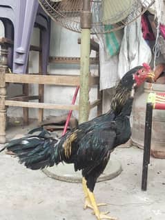aseel shamo breeder hen male