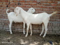 qurbani 2025