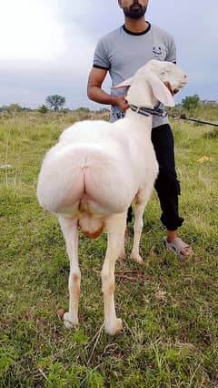 Qurbani White Chakki Dumba /Sheep/ Mundra /Kajla