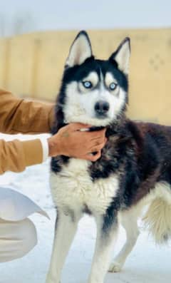 husky
