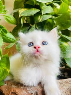 PURE PERSIAN KITTENS