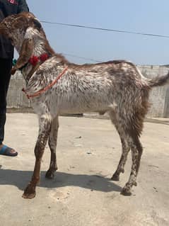 cheena bakra for sale whtsapp 0343/567/4872