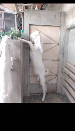 gulabi bakra ando
