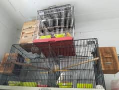 breeder setup available for sale urgent