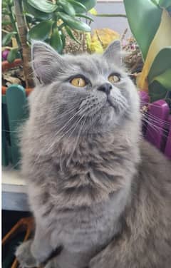 Breed; persian Grey