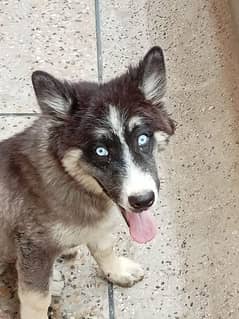 dog