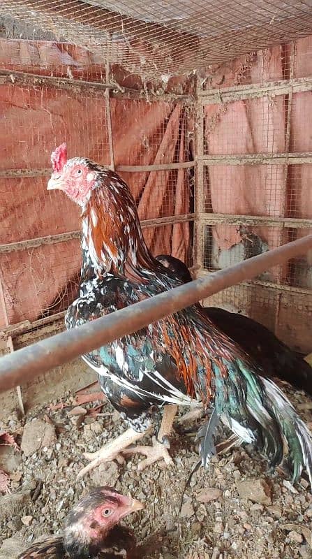 miyawali breed chicks or eggs for sale 1