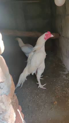miyawali