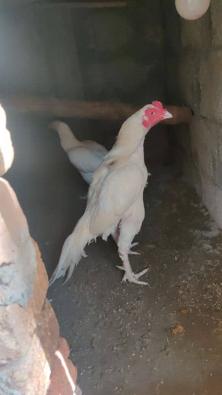 miyawali breed chicks or eggs for sale 0