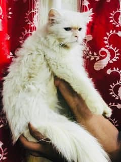 cute female cat