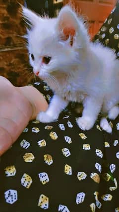 Persian male kitten for sale