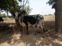 cows/bulls