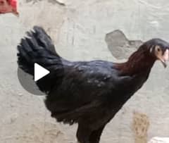 aseel hens