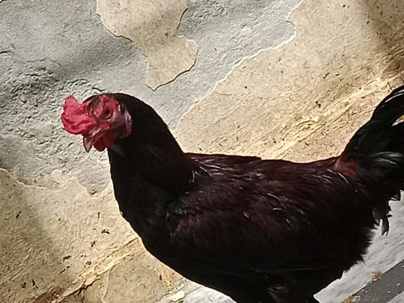 aseel hens 5