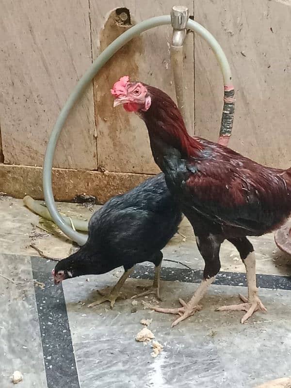 aseel hens 9