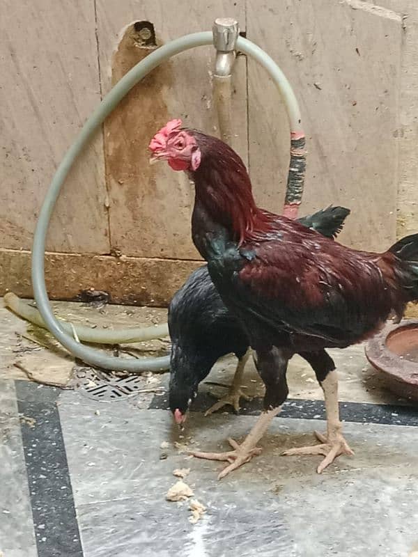 aseel hens 10