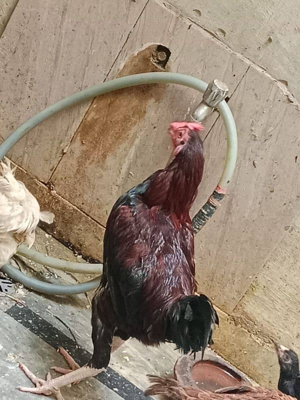 aseel hens 12