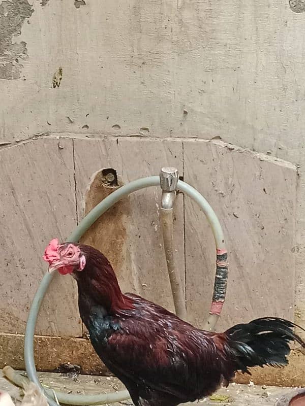 aseel hens 13